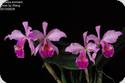 Cattleya jenmanii Coloured